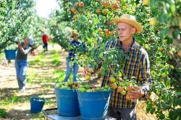 Young adult man farmer with group of seasonal workers picking ripe organic pears in orchard