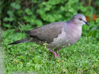 wild dove on the grass