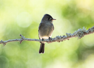 bird on the branch