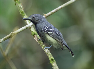 grey bird perched