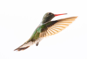 hummingbird in flight