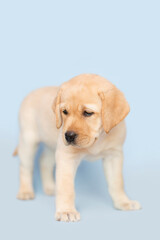 Yellow Labrador Puppy Standig Alone on a Light Blue Background.