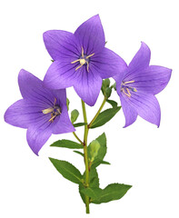 キキョウ　6月撮影