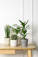 Many different plants in pots on wooden table indoors. House decor