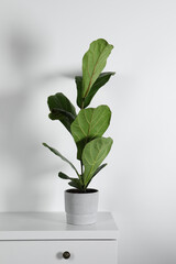 Beautiful ficus plant in pot on white chest of drawers indoors. House decor