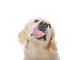 Cute Labrador Retriever showing tongue on white background