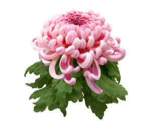 キク　11月撮影