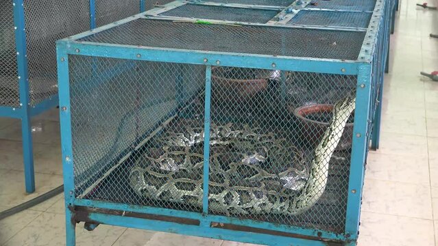 Snake Farm and a giant python in the cage