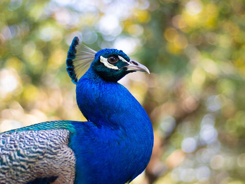 peacock portrait photo