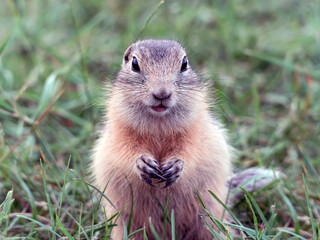 The prairie dog looking at a camera on a grassy lawn. Rodent portrait