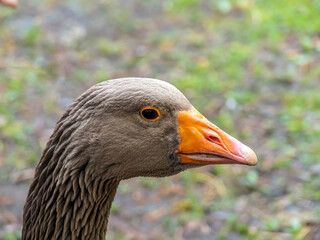 Gray goose head. Portrait of a domestic bird, close-up.