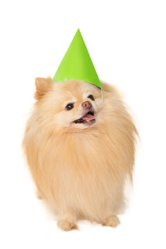 Tan Orange Pomeranian Puppy Dog Wearing A Green Birthday Party Hat, Isolated On A White Background.