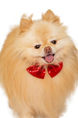 Tan Long Hair Furry Pomeranian Puppy Dog Wearing a Red glittery beaded bow tie collar, isolated on...