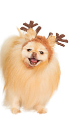Tan Long Hair Furry Pomeranian Puppy Dog Wearing a Brown Reindeer ears Hat, isolated on a white background.