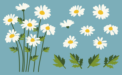Chamomile flower background.Eps 10 vector.