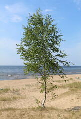 Fototapeta na wymiar Birch tree on the beach on the shore of the Baltic Sea in Saulkrasti, Latvia