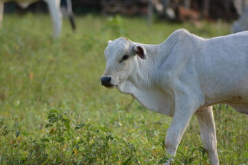 Close-up view of beautiful and healthy Nellore calv grazing