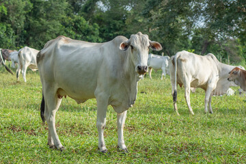 Strong white Nellore cow in the foreground grazing