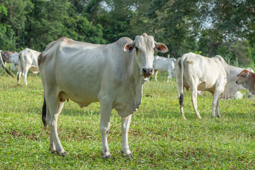 Naklejka na ściany i meble Strong white Nellore cow in the foreground grazing