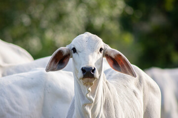 Closeup of Nellore calv on sunny day in tropical summer