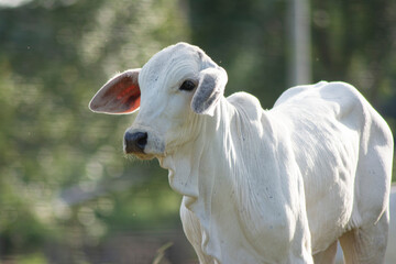 Closeup of Nellore calv on sunny day in tropical summer