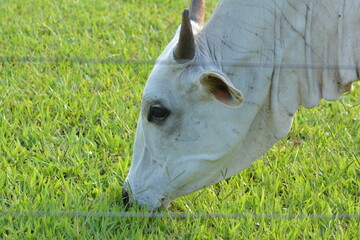 Nellore cow with its head down eating green grass in countryside of Brazil