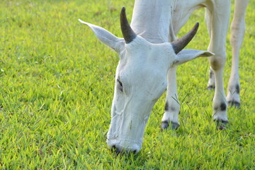 Nellore cow with its head down eating green grass in countryside of Brazil
