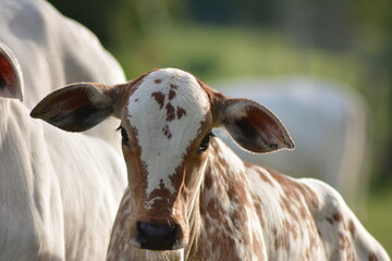 Closeup of Nellore calv on sunny day in tropical summer