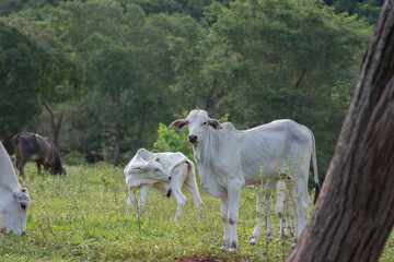 Obraz na płótnie Canvas Beautiful and healthy Nellore calves grazing at sunset in a greenish pasture