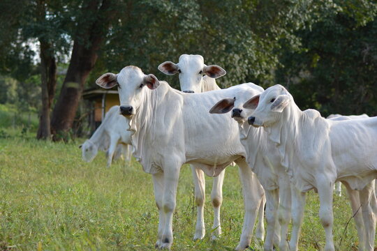 Nellore calves grazing at sunset in a greenish pasture in the Brazilian spring