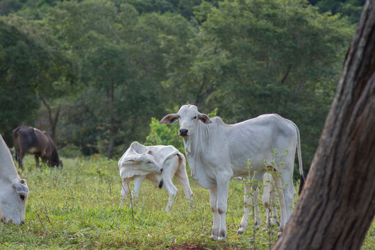 Beautiful and healthy Nellore calves grazing at sunset in a greenish pasture