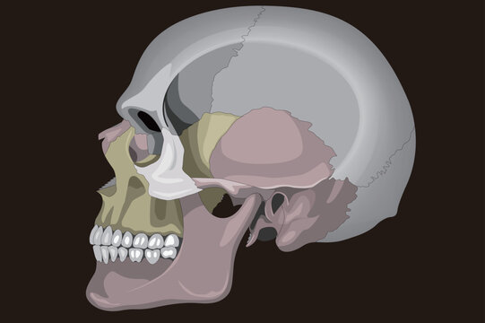 Medical illustration. Side view of a human skull.