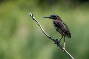 Green Heron Perched on a Branch