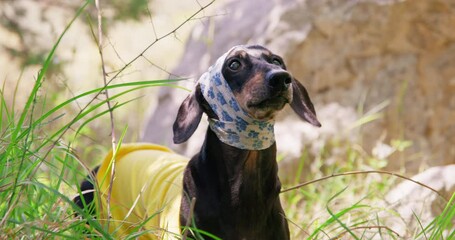 Elderly sick dog with bandaged head, in bright T-shirt got lost in ravine, barks Old injured dachshund, nervous, disoriented, age-related change Sick pet abandoned in woods. Volunteers, animal welfare