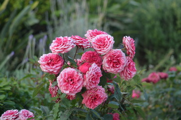 Greece in 2023 (Horticulture).