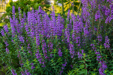 Obraz premium 奇麗な紫色のミソハギ（Lythrum anceps）のグループ 