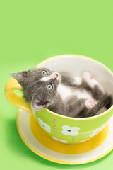 Gray and white baby kitten laying inside of a green and yellow floral decorative tea pot flower pot, green background.