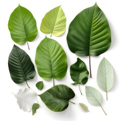 Set of green leaves, multiple styles of beautiful leaves, leaf compositions, natural foliage collection of leaves from trees.
