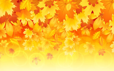 Naklejka na ściany i meble autumn themed compositions - isolated bouquets of natural leaves, single maple leaves, the abstract piles of maple leaves of yellow, orange, and red colors background.