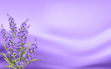 Fototapeta na wymiar Beautiful Lavender with Luxury Purple Background.