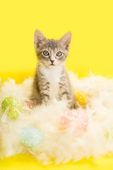 Gray and White Tabby kitten sitting inside of a fluffy feather Easter wreath decoration with easter eggs, yellow background.