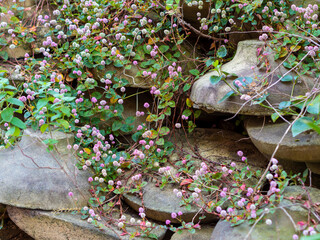 路地に咲くヒメツルソバの花