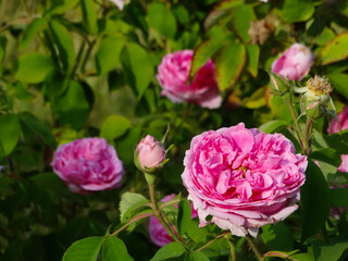 the rose Rose Madame Boll in summer garden