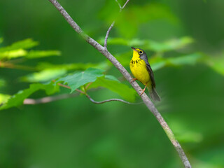 Canada Warbler perched on tree branch  against green background