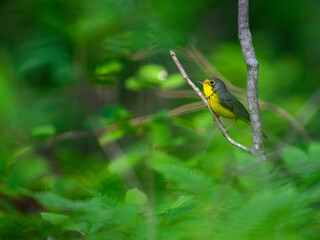 Canada Warbler perched on tree branch  against green background