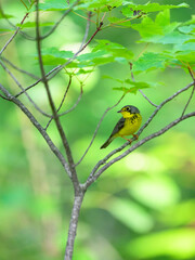 Canada Warbler perched on tree branch  against green background
