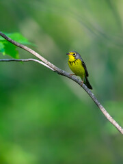 Canada Warbler perched on tree branch  against green background
