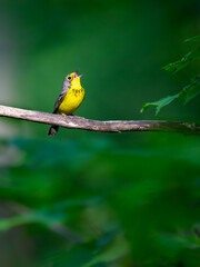 Canada Warbler perched on tree branch and singing against green background