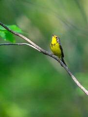 Canada Warbler perched on tree branch  against green background