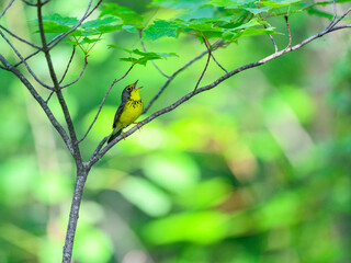Canada Warbler perched on tree branch and singing against green background